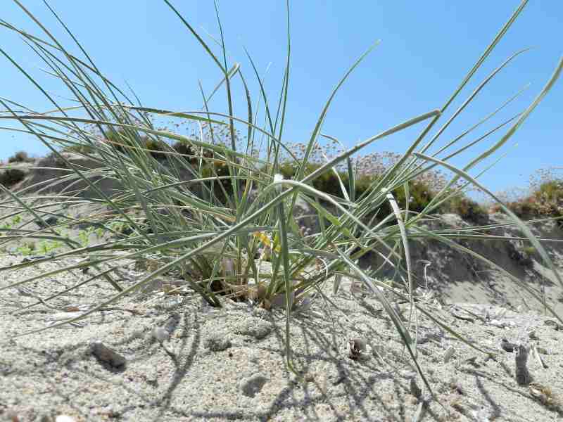 Sparto delle dune ???